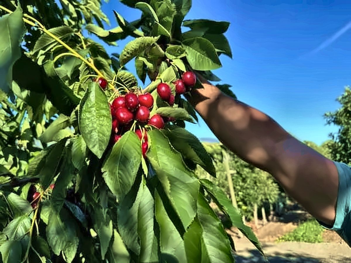 A hand picking cherries from a tree