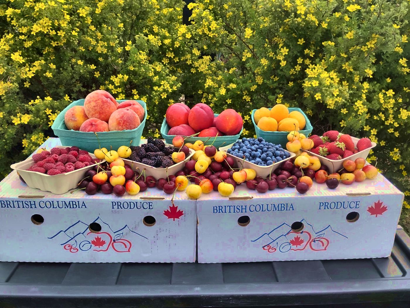 Baskets of peaches, nectarines, apricots and berries in front of yellow flowers